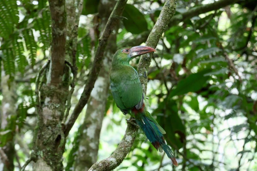 Nueve ejemplares de fauna silvestre regresaron a la naturaleza en áreas protegidas de Risaralda