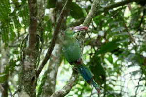 Nueve ejemplares de fauna silvestre regresaron a la naturaleza en áreas protegidas de Risaralda