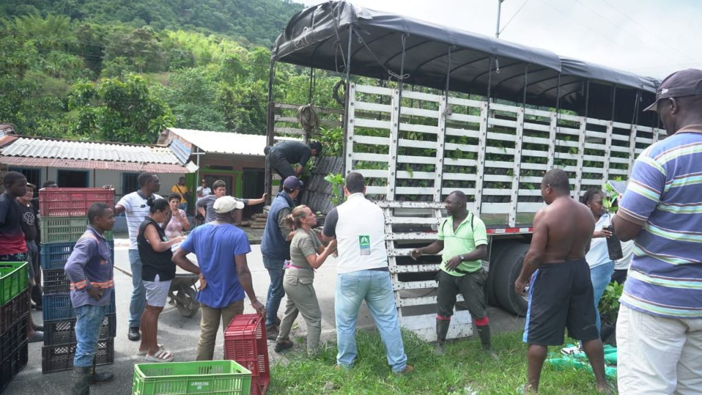 La CARDER entrega 10.500 plántulas de cacao en Santa Cecilia, Pueblo Rico