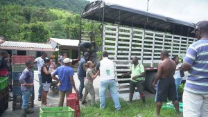 La CARDER entrega 10.500 plántulas de cacao en Santa Cecilia, Pueblo Rico